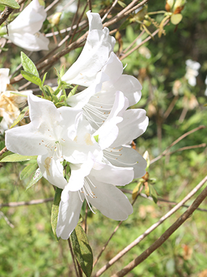GG Gerbing white Azalea bloom