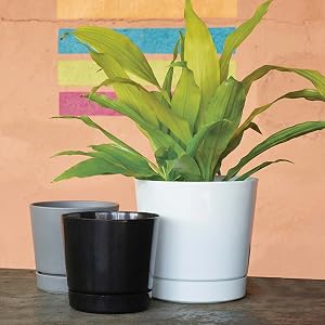 Green plant growing in a large white plant pot next to 2 smaller empty black and gray cylinder pots