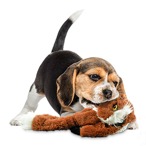 Dog Squeaky Toys