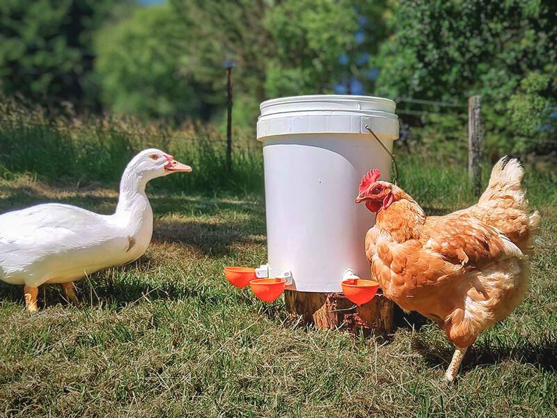 Waterer Cups for All Poultry - Chickens, Ducks, Geese