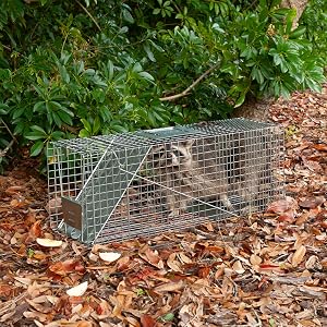 Step 2: Set the Trap