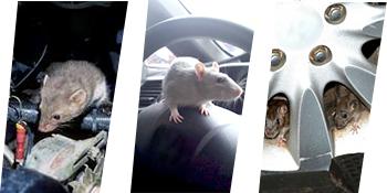Loraffe Under Hood animal repeller ultrasonic rat repellent mice deterrent electronic vehicle engine