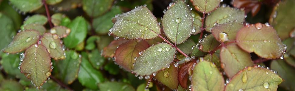 double pink knock out rose healthy green foliage