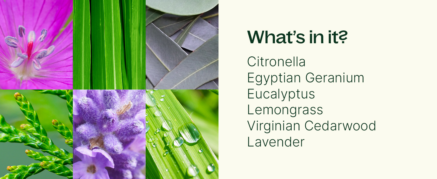 citronella geranium eucalyptus lemongrass cedarwood lavender
