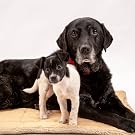 Puppy and Senior Dogs