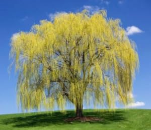 willow, willow tree, willow trees, trees, live trees