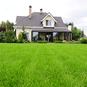 greenview, greenview lawn food, lawn food, grass food, lawn fertilizer, lawn fert, grass fertilizer
