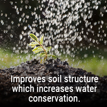 Improving soil health cwill improve soil structure and increase water conservation