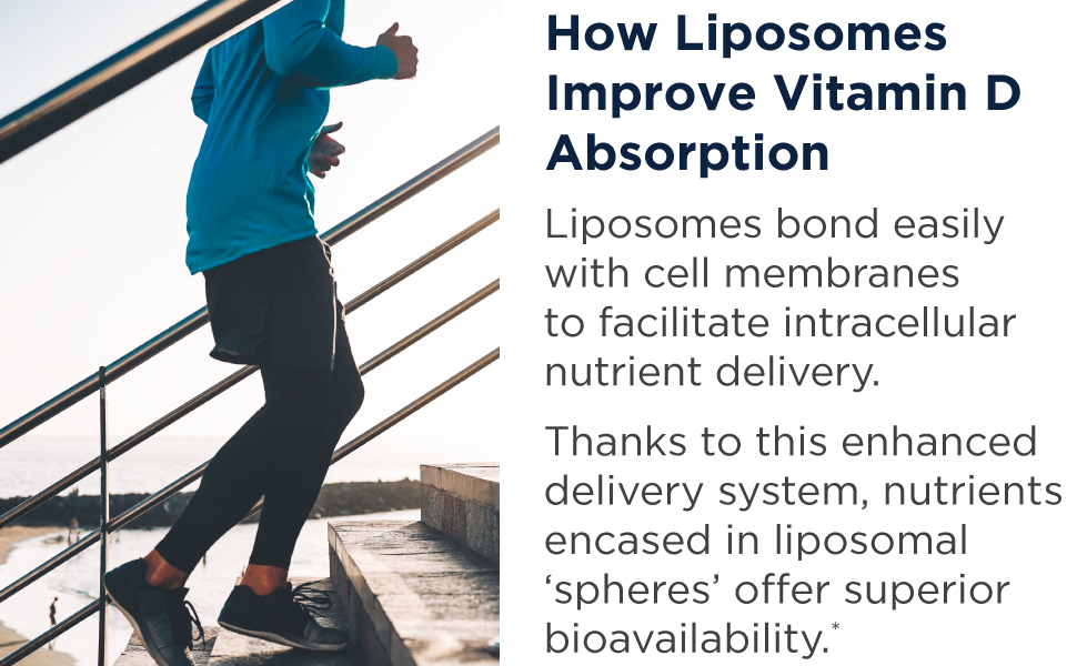 liposomes for improved vitamin D vitamin k absorption