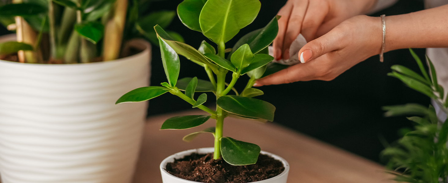 ORGANIC fertilizer