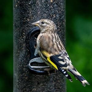 Bird perched on feeder filled with thistle seeds.