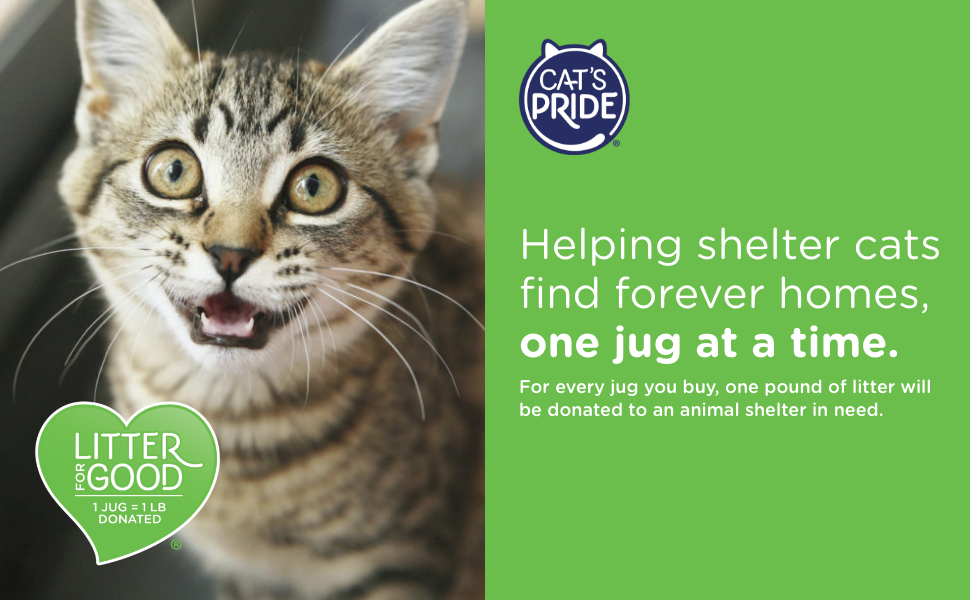 Litter For Good - Helping shelter cats find forever homes, one jug at a time