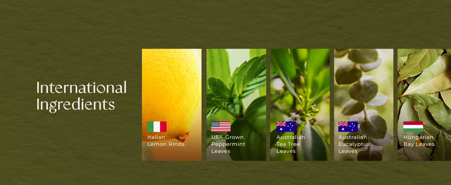 breathe essential oil blend breath essential oils essential oils breathe breathe blend essential oil