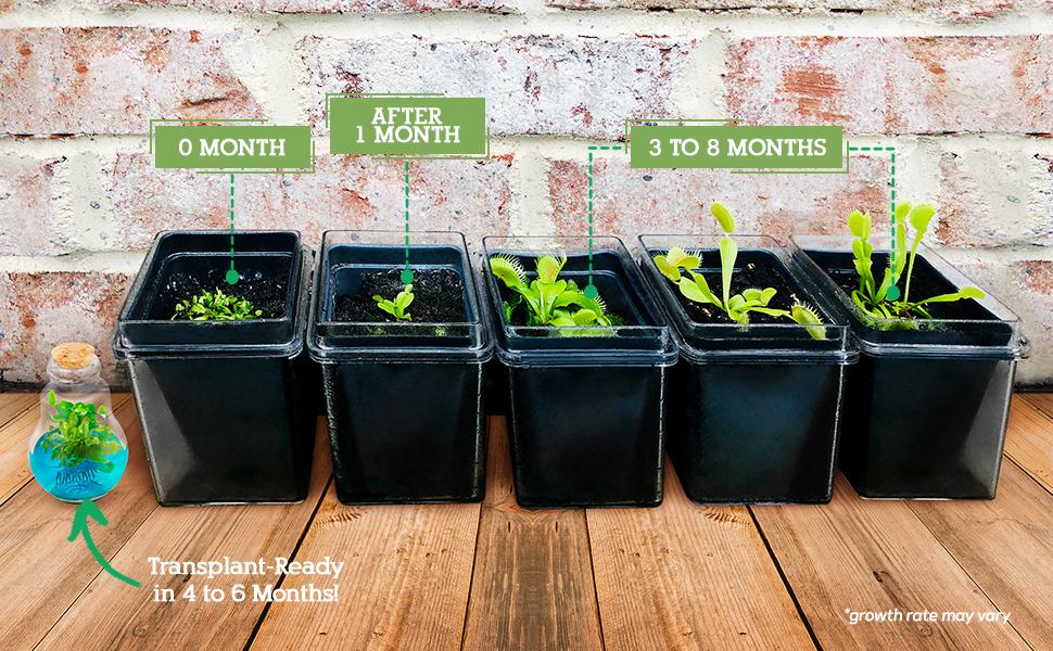 months life span growth plant venus flytrap fly trap