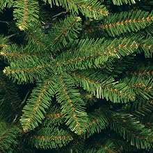 branches
