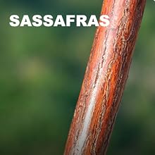 sassafras