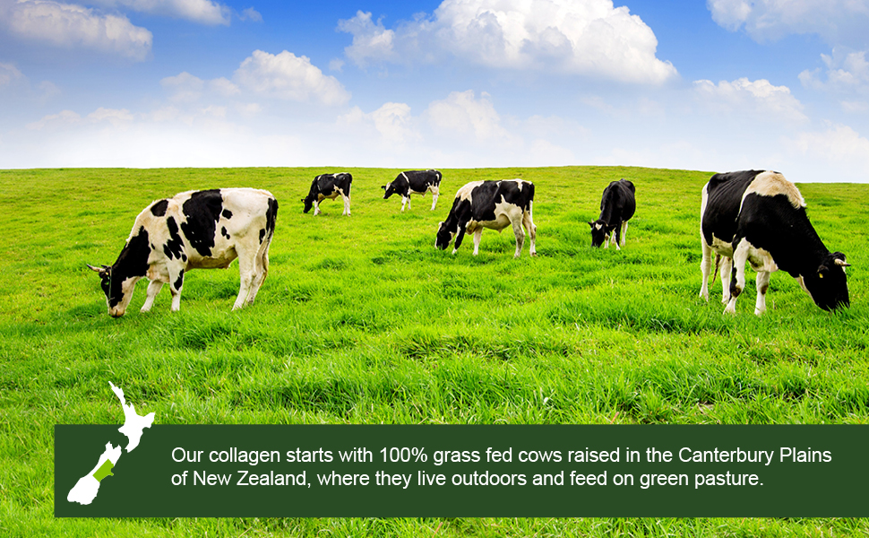 new zealand cows