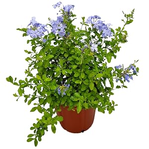 plumago plant with blue indigo flowers