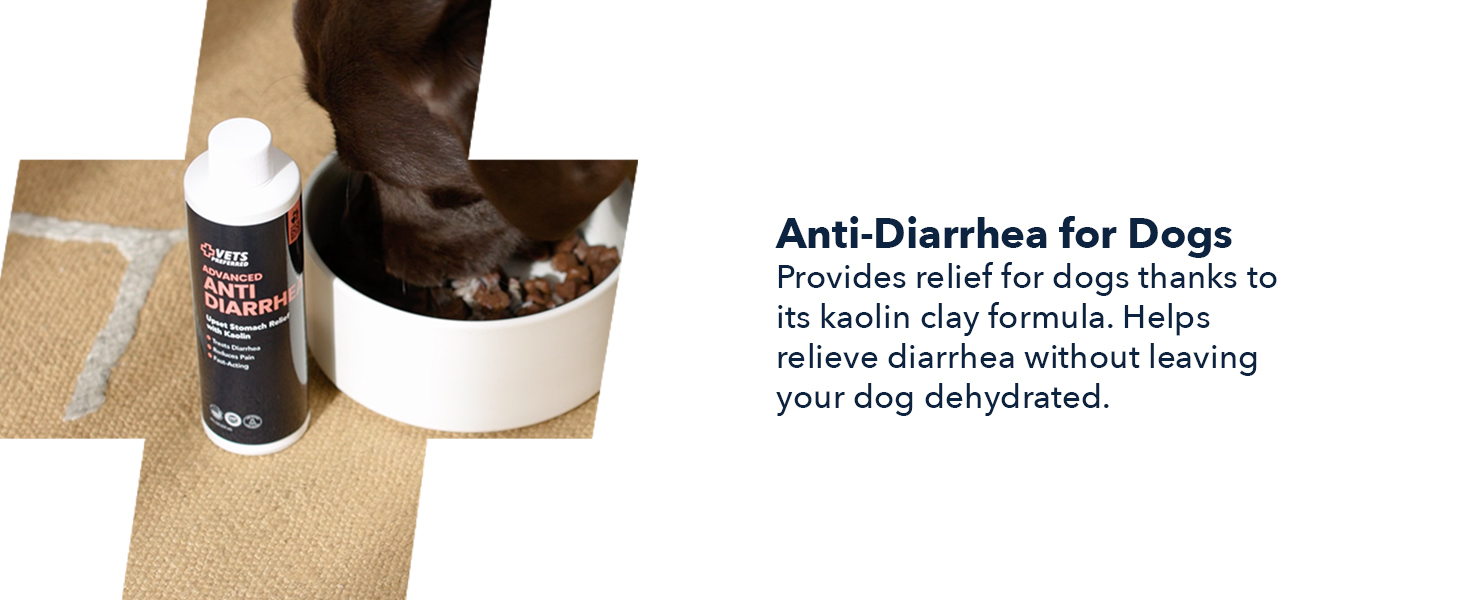 dog gut health