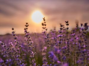 Lavender and Citrus Shaving Soap