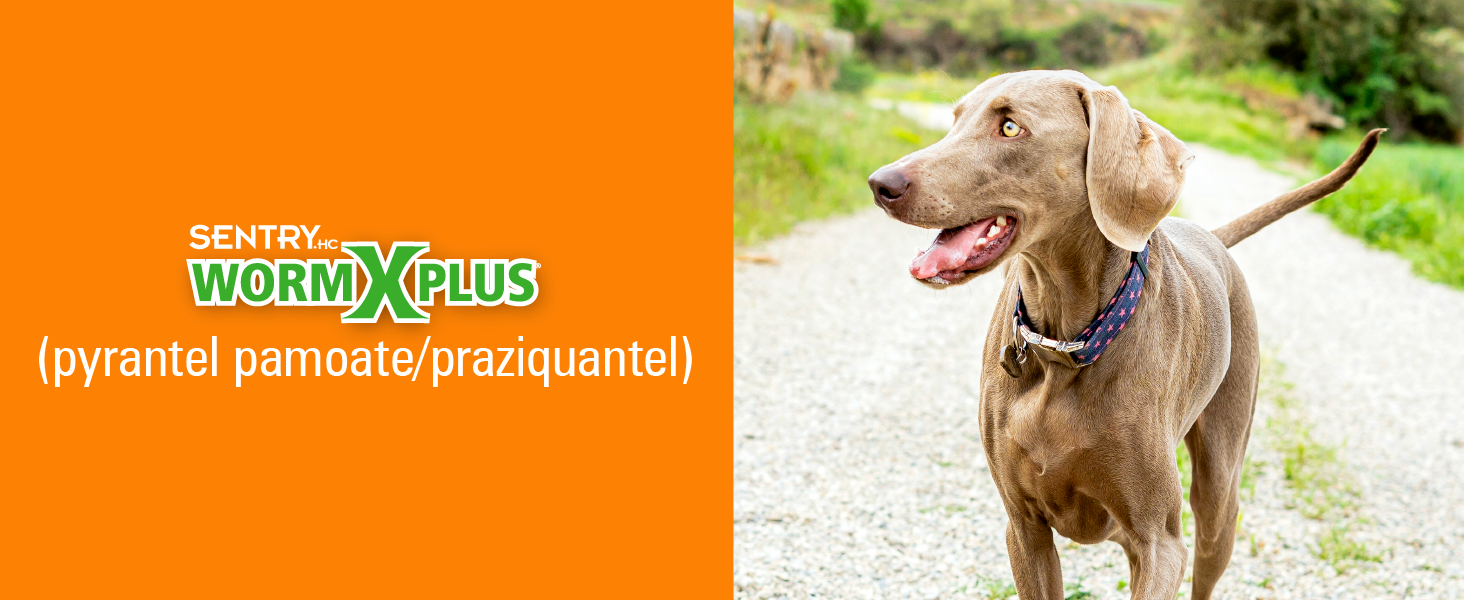 wormxplus for dogs