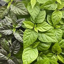 thoroughly tested varieties