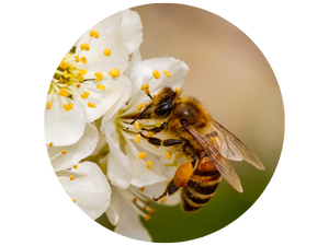 Organic Soil Supports Biodiversity