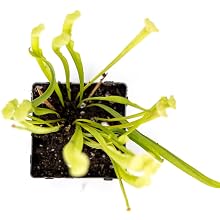 pitcher plant