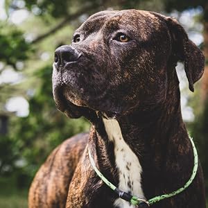 Brindle dog sitting outdoors wearing a green collar