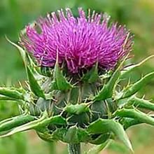 Milk Thistle