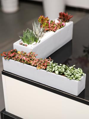 cement planter