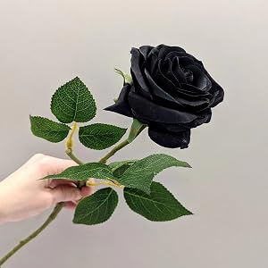 black rose