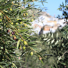 Olive Grove