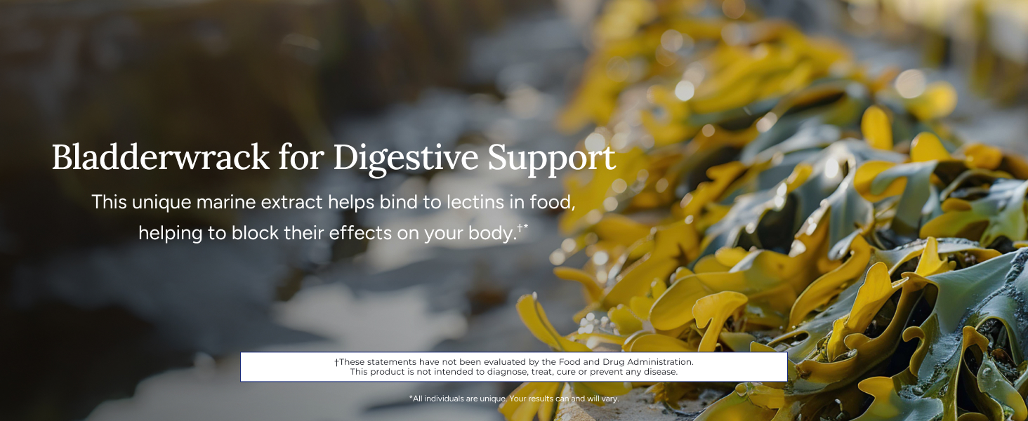 gut health digestion digestive lectin bloating