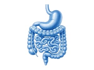 Digestive health graphic supporting digestive wellness and nutrient utilization