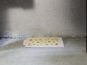 cockroach basement