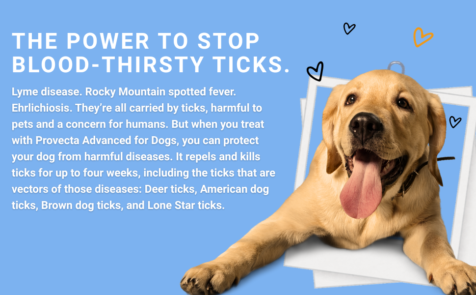 Provecta for Dogs
