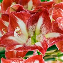 star of holland amaryllis