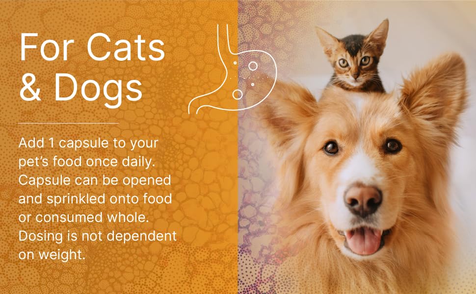 digestive health digestion supplement digestive probiotic healthy gut digestive probiotics for dogs