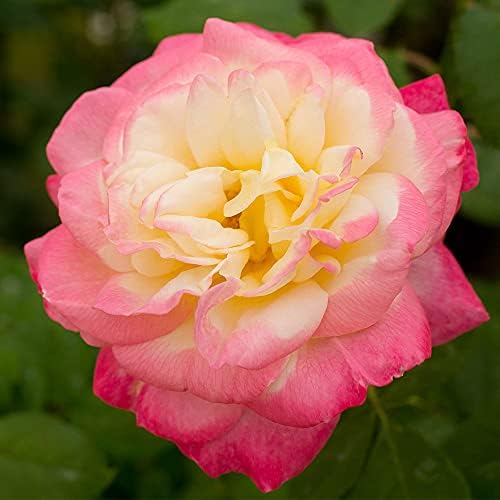 Heirloom Roses Rose Plant - French Perfume™ Multi Rose Bush, Hybrid Tea Live Plant for Planting Outdoors
