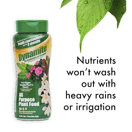 BLACK (GOLD) KOW Dynamite 2 lb All Purpose 9 Month Plant Food-(887763) | Provides 9 months of continuous feeding, contains essential micronutrients