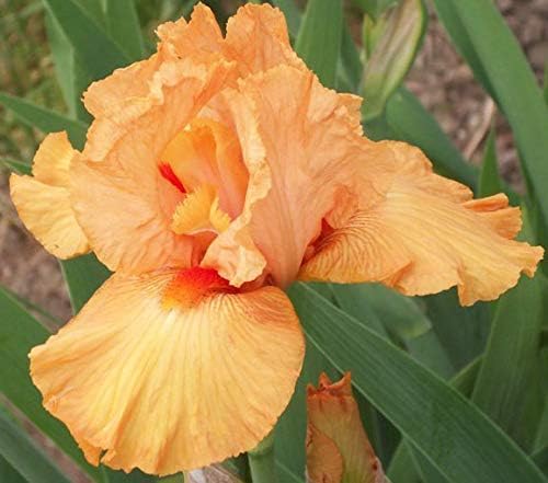 Orange Sunset, Colorful Bearded REBLOOMING IRIS (1) Rhizome/Bulb/Root Ready for Planting Now