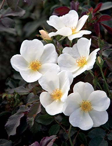 Knock Out Roses - Rosa White Knock Out (Rose) Rose, white flowers, #3 - Size Container