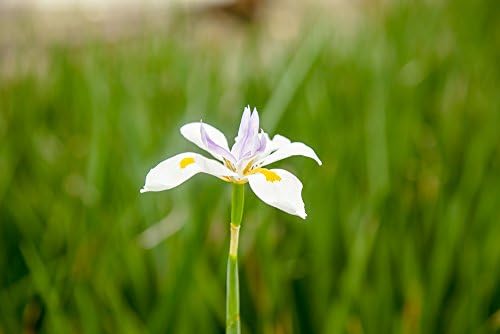 White African Iris 1 Gallon