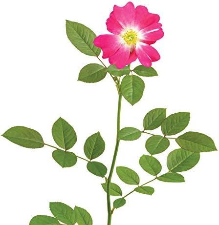 Perfect Plants Pink Drift Rose 1 Gallon, Live Plant Includes Planting Guide