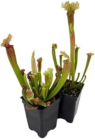 American Pitcher Plant - Sarracenia 'Judith Hindle' - Trumpet Pitcher Plant - Carnivorous Plant