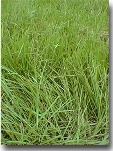 Pensacola Bahia Grass Seed (Coated) - 5 Lbs.