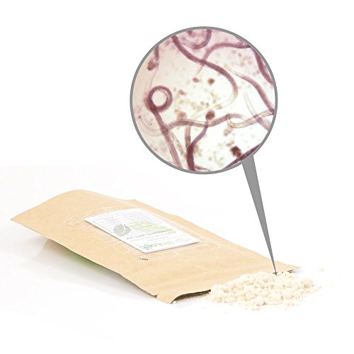 BioLogic's Scanmask Beneficial Nematodes, Steinernema feltiae Sf Nematodes for Natural Insect Pest Control (50 Million)