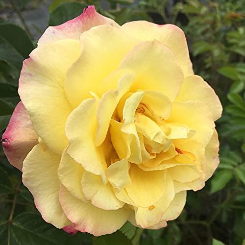 Heirloom Rugosa Roses, Live Own Root Plant, Rugelda | Lightly Fragrant, Hardiness Zones: 5-9, Repeat Blooming,For Outdoor Gardens, Planters, and Pots