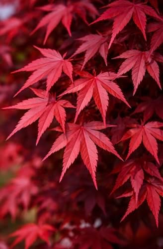 Bloodgood Red Japanese Maple Tree - 2 Year Live Plant - Acer palmatum 'Bloodgood' by - Japanese Maples and Evergreens